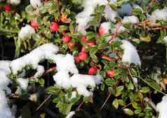 雪覆盖红色的浆果绿色分支冬天