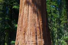 巨大的红杉资本红木树红杉资本国家公园