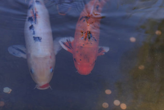 锦 鲤鱼鲤属卡皮奥haematopterus