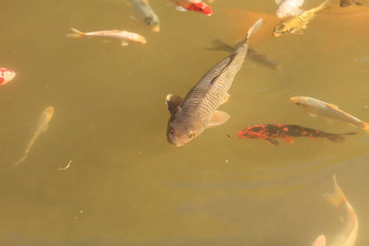 锦 鲤鱼鲤属卡皮奥haematopterus