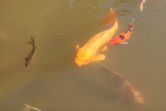 锦 鲤鱼鲤属卡皮奥haematopterus