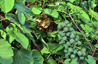 castor石油植物