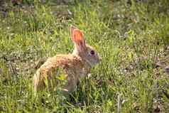 可爱的兔子兔子风景优美的萨斯喀彻温省