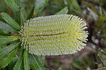 拔克西木属内膜花