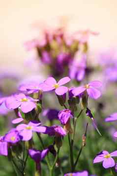 aubretia