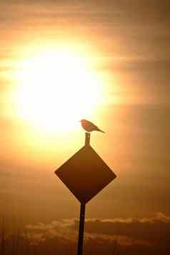 鸟silhoutted不断上升的太阳萨斯喀彻温省