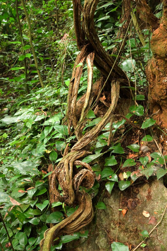 猴子梯藤本植物<strong>紫荆花</strong>热带雨森林