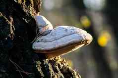 大蘑菇日益增长的树温暖的秋天