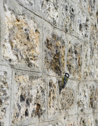 <strong>石头</strong>砖墙变形背景鸟