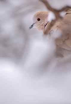 欧亚collared-dove