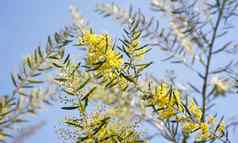 澳大利亚黄色的金合欢树花金合欢fimbriata布里斯班金