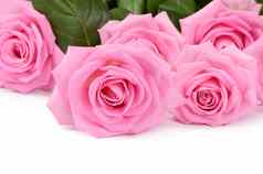 粉红色的玫瑰白色背景