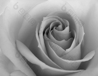 黑色的白色关闭图像美丽的粉红色的玫瑰花背景
