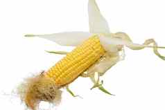 黄色的年轻的玉米孤立的白色