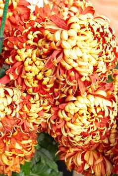 红黄橙色菊花