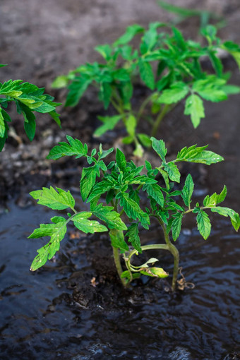 灌木种植番茄提前<strong>还款</strong>运行水