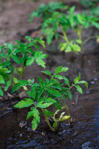 灌木种植番茄提前<strong>还款</strong>运行水