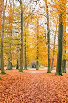 秋天森林荷兰