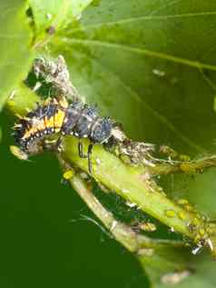 自然害虫控制幼虫瓢虫蚜虫