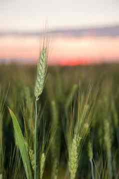 小麦日落
