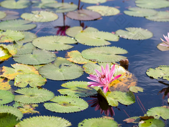 美丽的粉红色的莲花池塘