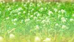 小植物绿色草