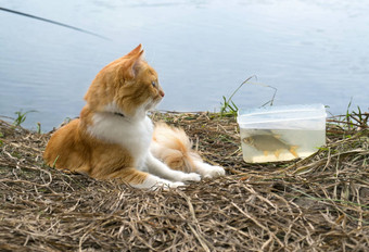姜猫抓住了鱼钓鱼时间