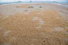 沙子栖息地鬼螃蟹海滩埃文尼