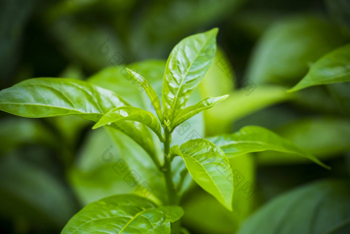 绿色植物背景