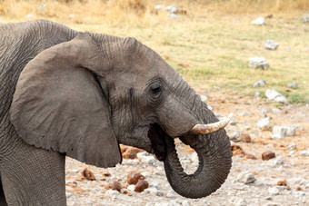 年轻的非洲大象埃托沙国家公园