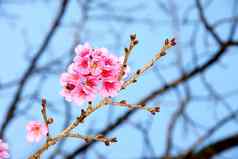 樱桃开花樱花花蓝色的天空蜜蜂清迈泰国