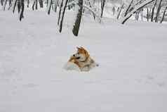 狗游戏雪