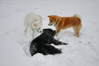 快乐狗雪