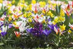 色彩斑斓的春天花公园