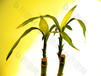 竹子植物
