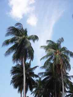 椰子树蓝色的天空