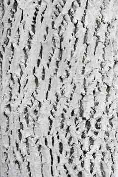 树皮树覆盖石灰