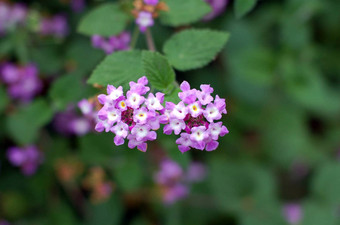 紫色的马樱丹属小花花