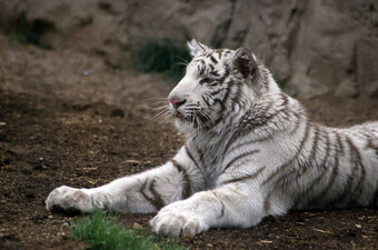 白色老虎