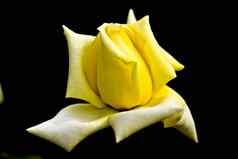 植物花植物黄色的玫瑰
