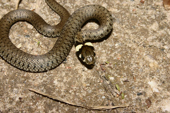 草蛇natrixnatrix