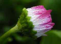 湿白色粉红色的菊花花巴德