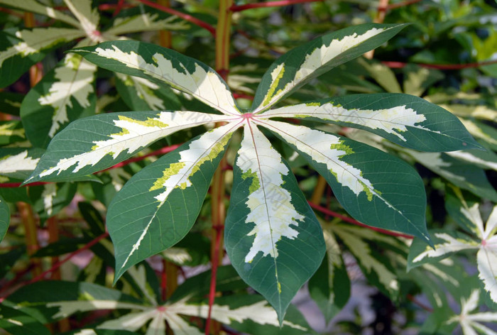 黄色的绿色木薯木薯植物叶