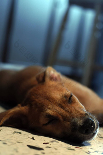 棕色（的）小狗睡觉