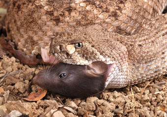 肖像响尾蛇crotralusatrox