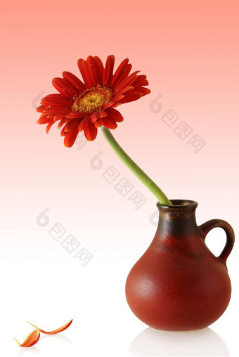 美国格柏公司红色的花瓶夫妇单花瓣