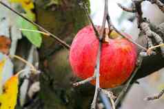 苹果被遗忘的收获苹果果园11月