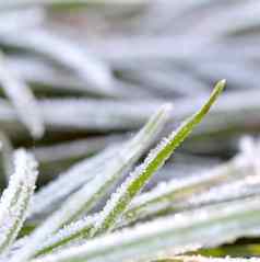 11月早....霜植物