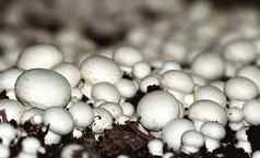 蘑菇日益增长的人工条件