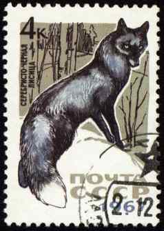 黑色的狐狸帖子邮票
